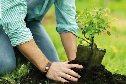 Ağaç ve Bitki Dikimi